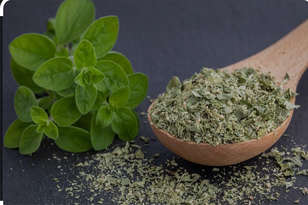 marjoram